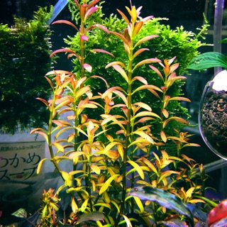 Ac草影 新紅莓 兩株 蝦皮購物