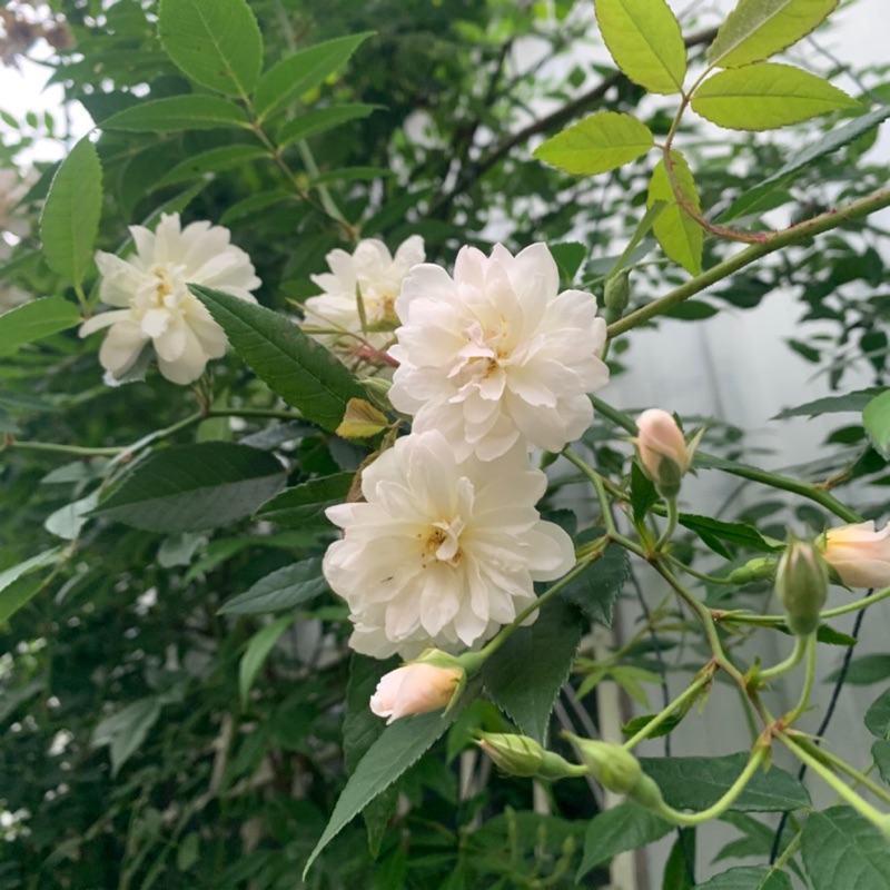 雪天鵝 蔓性玫瑰薔薇月季三寸半苗自產自銷 蝦皮購物