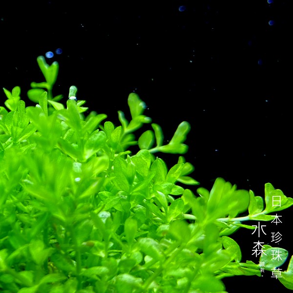 【水森職栽】(鐵片8*8) 日本珍珠草 免CO2 中後景 綠色水草造景 耐熱 難度/簡易 SE036