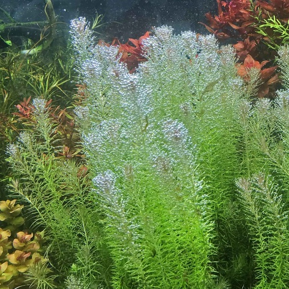 墨耘水草 綠松尾 水中葉 5株 元冒泡旺盛後景耐熱不需co2 新手級水族 蝦皮購物