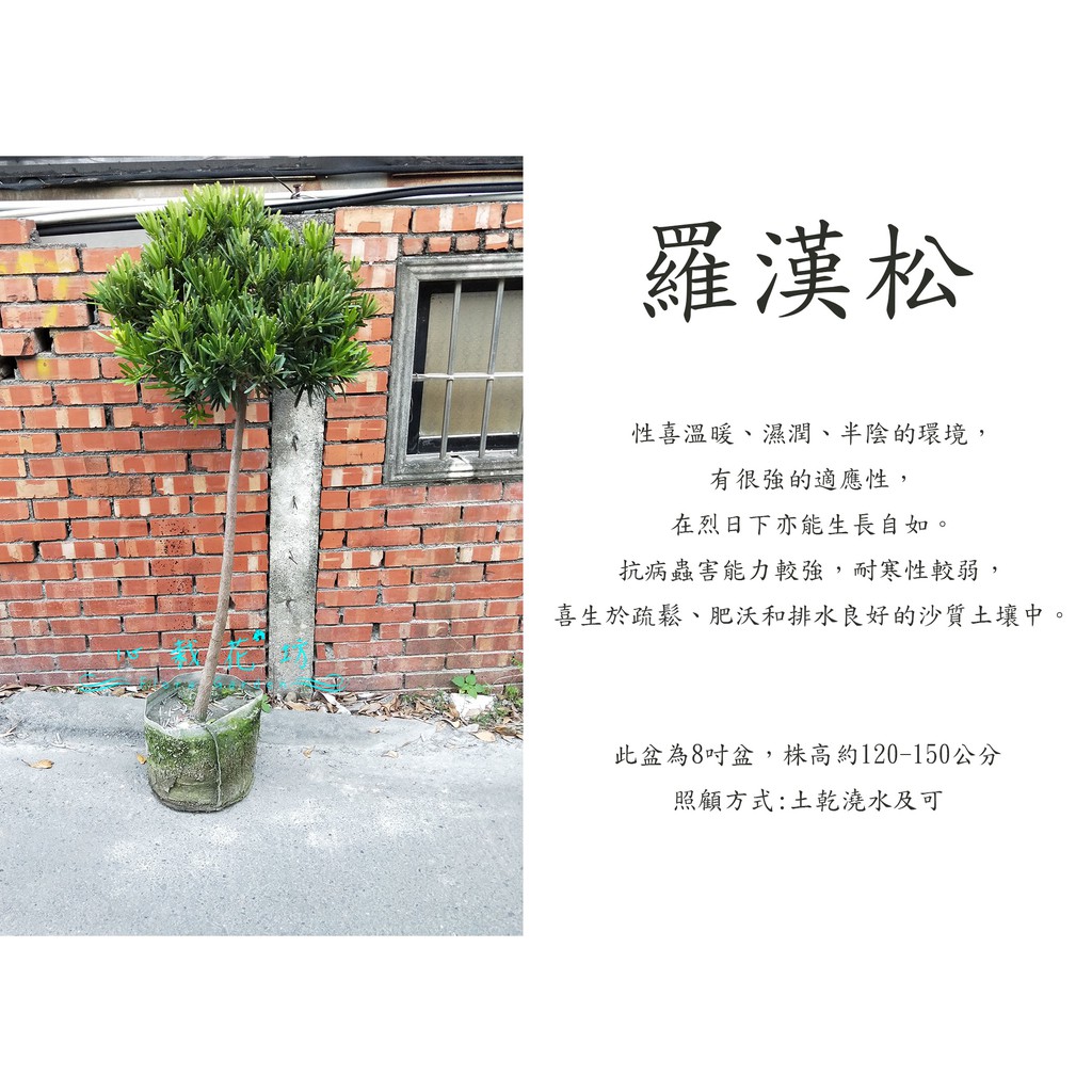 心栽花坊-羅漢松/棒棒糖造型/8吋/造型樹/綠化植物/綠籬植物/售價1200特價1000