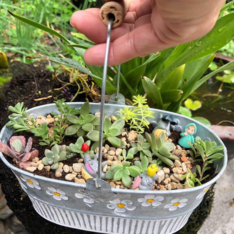 Diy多肉盆栽組合現貨 蝦皮購物