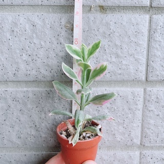 裸體肉 太陽玫瑰 花蔓草 花蔓草錦 蝦皮購物