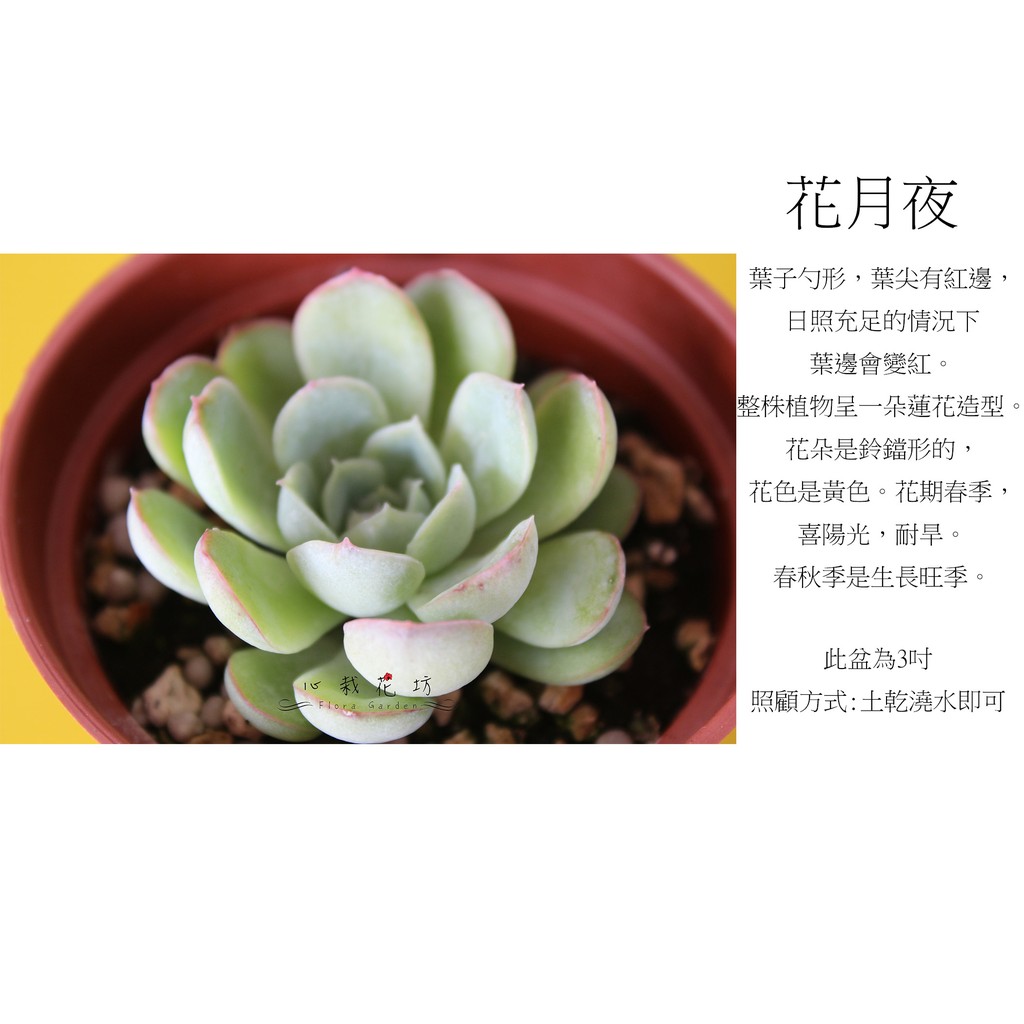 心栽花坊 花月夜 3吋 多肉植物 售價1特價100 蝦皮購物