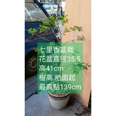 七里香盆栽 7年老樹 樹幹直徑約4.3cm花盆直徑35.5高41cm 樹高 地面起最高點139cm