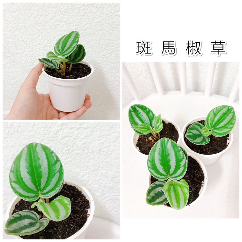 不專業種植 斑馬椒草 3吋白圓盆 室內觀葉植物 蝦皮購物