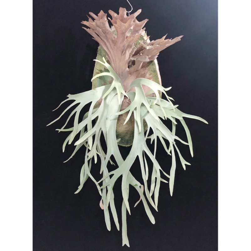 ⭐︎初売り⭐︎ P.willinckii dwarf 
