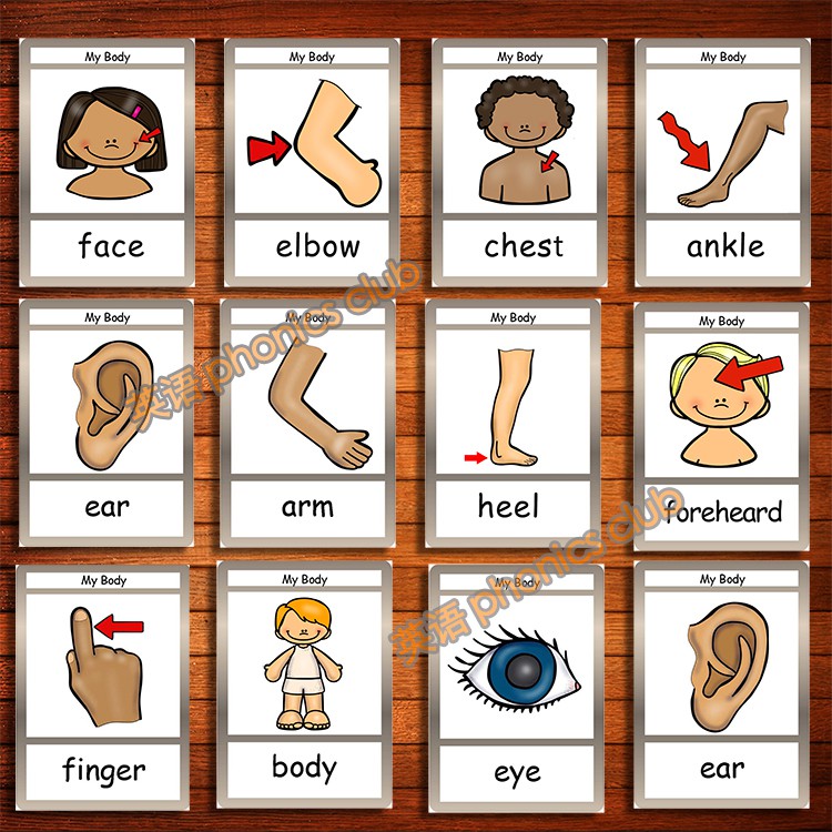 新品预售body身體部位英語單詞卡片閃卡雙語幼兒園教師教具英文早教啟蒙卡 蝦皮購物