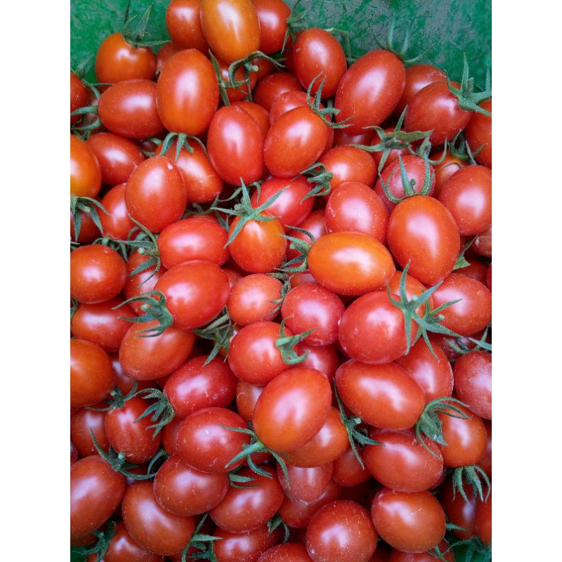（免運）小番茄12公斤裝 產季到10月底 非玉女 非聖女