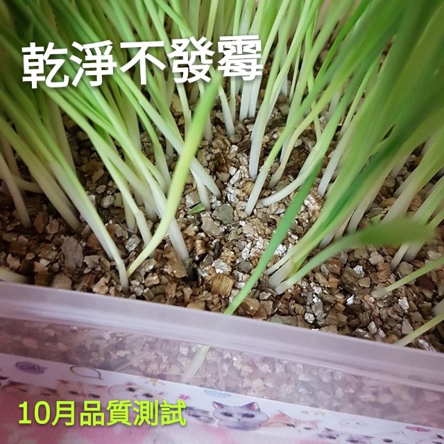 貓草魔法盒 內含三種貓草種子 大麥草種子 小麥草種子 黑燕麥種子 Diy貓草by蔡小魚和蔡娜美