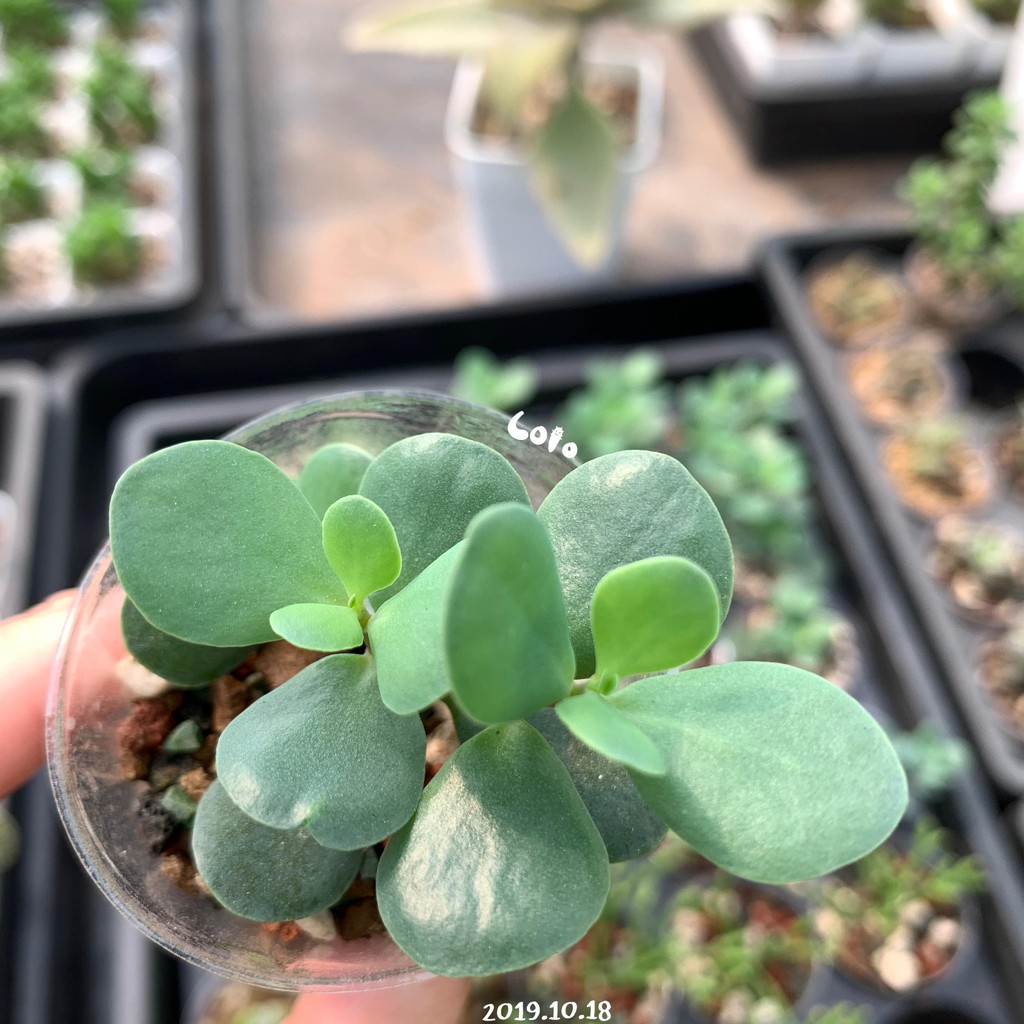 Lolo 圓葉長壽花 小蝴蝶 小圓貝 姬蝴蝶1 5吋含盆多肉植物 蝦皮購物