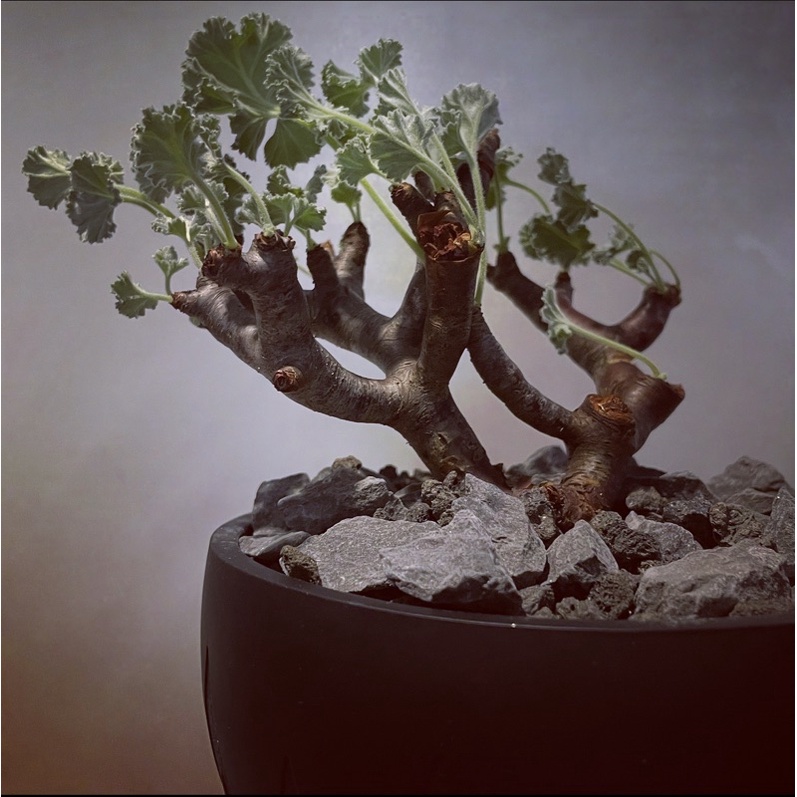 經典 Pelargonium mirabile奇異洋葵 塊根 珊瑚 美型 植物 象牙宮 象足漆樹