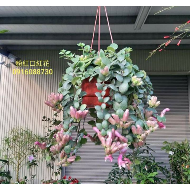 頂上花藝 甜心口紅花 古典優雅 特殊品種 蝦皮購物