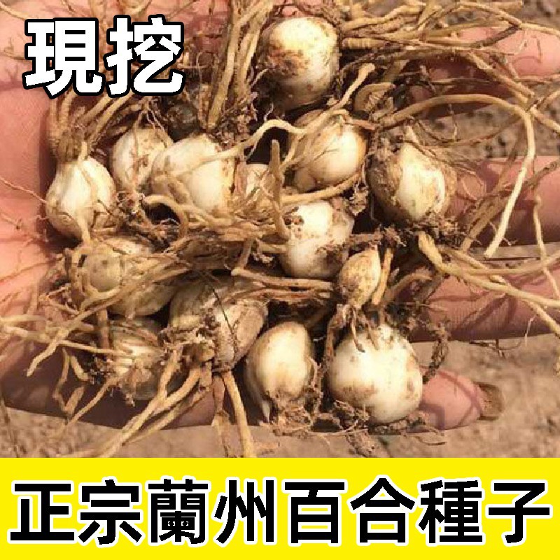 食用百合種子的價格推薦 21年10月 比價比個夠biggo