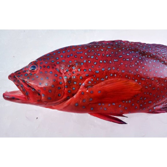 阿偉師水產 ［海味嚴選］紅條魚✦滿2000元免運~~~✦