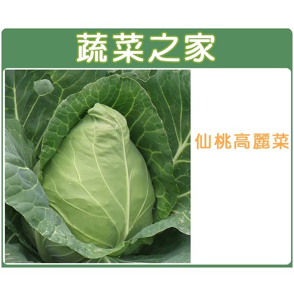 蔬菜之家滿額免運【00B09】大包裝.仙桃高麗菜種子7.5克(約1900顆)
