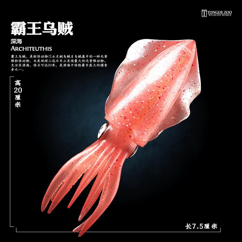 現貨秒發童德章魚玩具仿真海洋軟體動物模型海底生物八爪魚烏賊魷魚 蝦皮購物