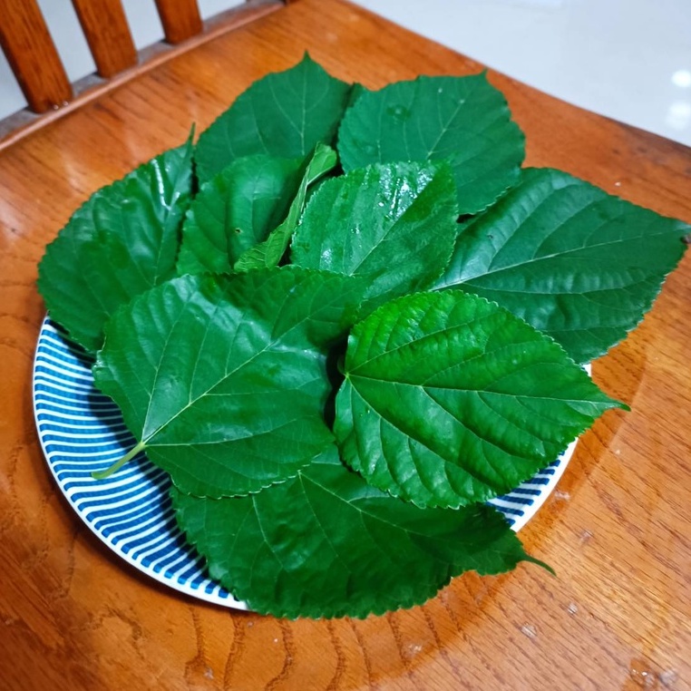 阿晟農場🌾桑葉/桑葚葉/蠶寶寶/陸龜食材/兔子食材/桑椹樹/桑椹苗