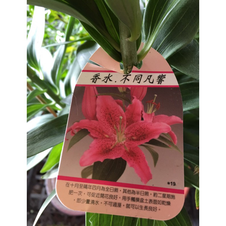 花囍園 季節花卉植物 阿根廷香水百合 球根植物 多葉莖草本植物 6吋高約35 50cm 售368特價300 蝦皮購物
