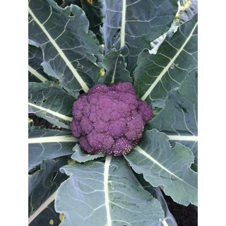 紫色花椰菜 優惠推薦 21年7月 蝦皮購物台灣