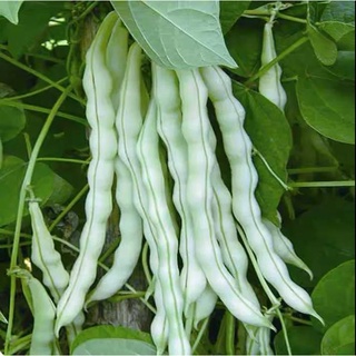 四季豆種子 高產無架豆 春秋無架四季豆豆角種四季易種蔬菜種子