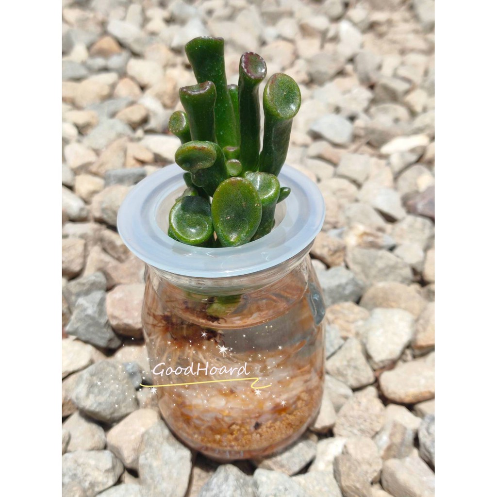 固禾農場 幸運的玻璃瓶 水耕植物 筒葉花月 史瑞克耳朵 水耕 水培 多肉 仙人掌 土耕 植物 水耕植物 蝦皮購物