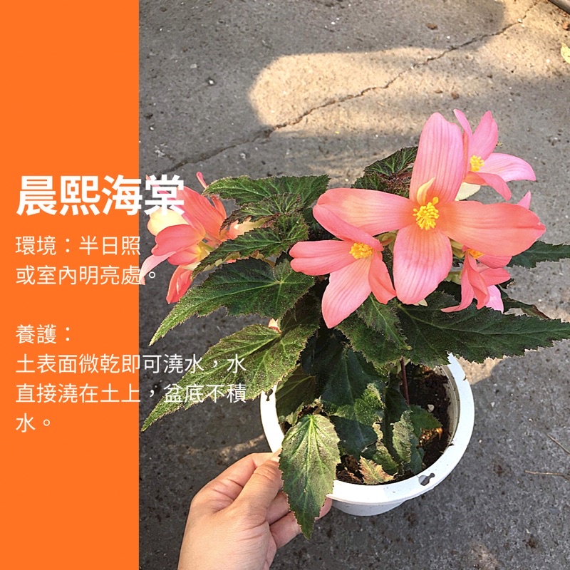 5吋晨熙海棠晨熙秋海棠晨曦海棠海棠植物ig 網紅觀葉植物網紅植物室內植物空氣淨化陽台植物高級植物 蝦皮購物
