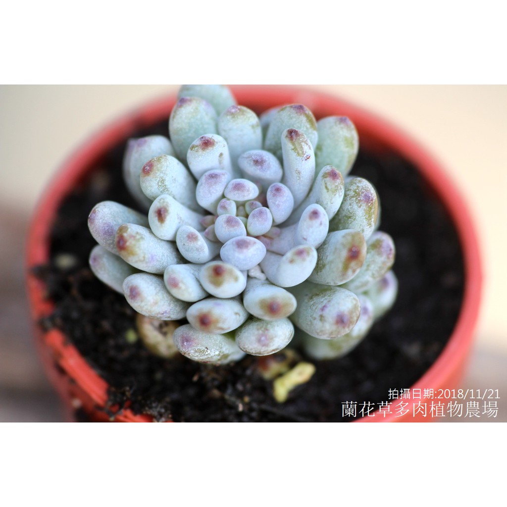 1吋迷你盆 藍豆 景天科多肉植物 蘭花草園藝 蝦皮購物