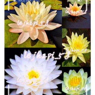 水耕植物的價格推薦 21年8月 比價撿便宜