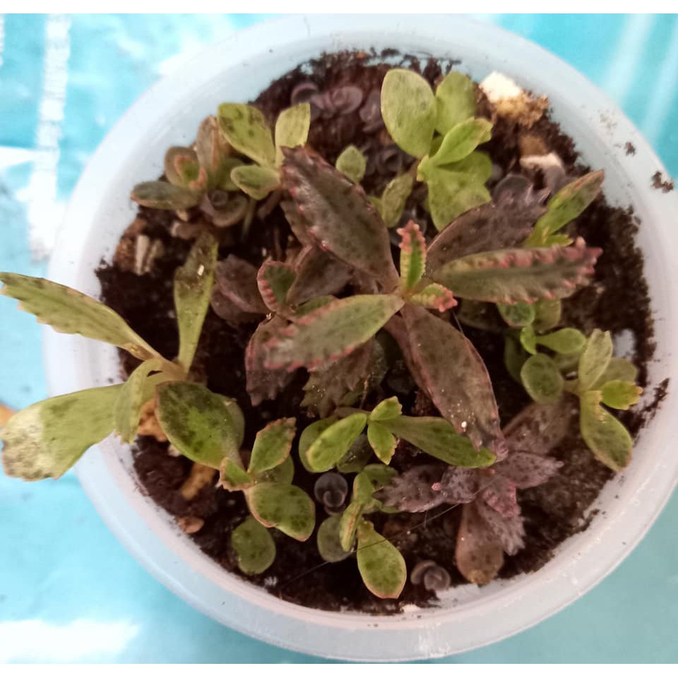 2吋多肉植物不死鳥小苗 限盆養不會暴漲 蝦皮購物