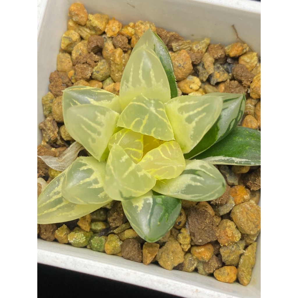 百合科 ハオルチア Haworthia 花水晶オブツーサ糊斑錦g28 蝦皮購物