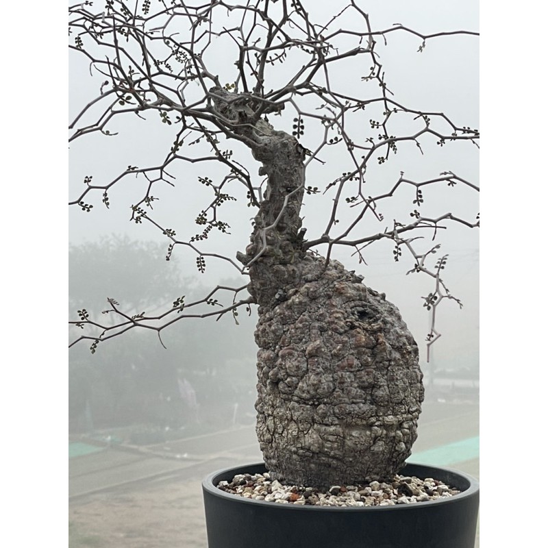 原產地象足漆樹 物少珍稀 15公分 蝦皮購物