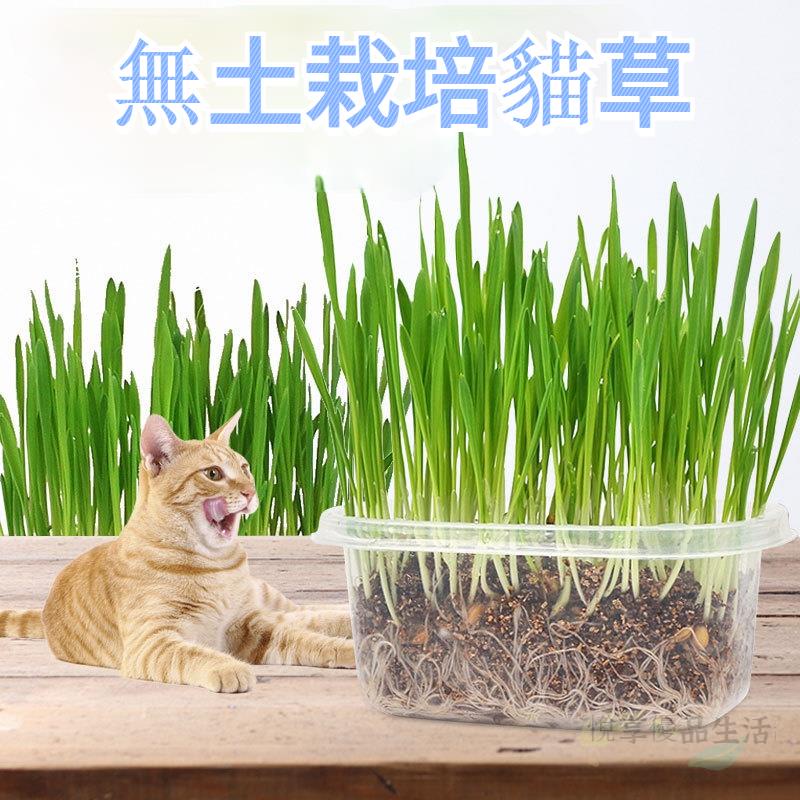 無土貓草 Ptt Dcard討論與高評價網拍商品 21年9月 飛比價格