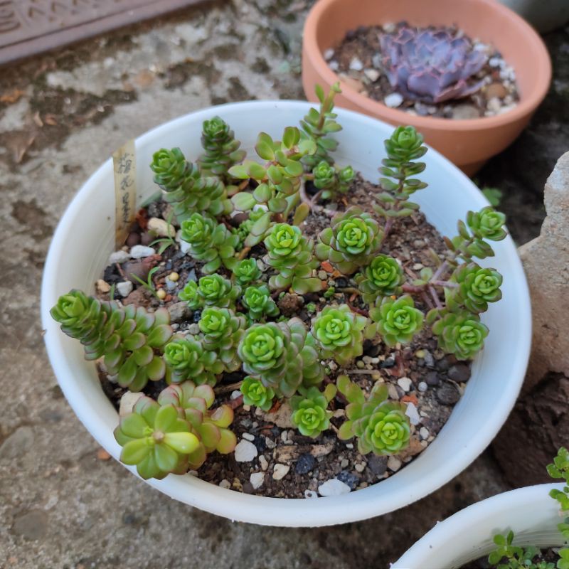 多肉植物梅花景天側芽小芽剪枝砍頭株 蝦皮購物