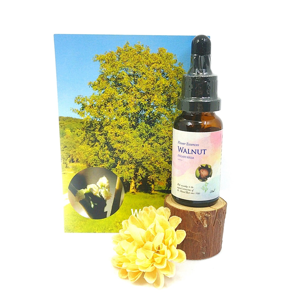 Bach花精 胡桃walnut 30c 絕粹巴赫花精ml 食在自在心空間 新環境的適應 生活上的轉變 蝦皮購物
