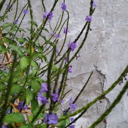 紫花長穗木 馬鞭草 花穗支條30支花穗內有很多種子 蝦皮購物