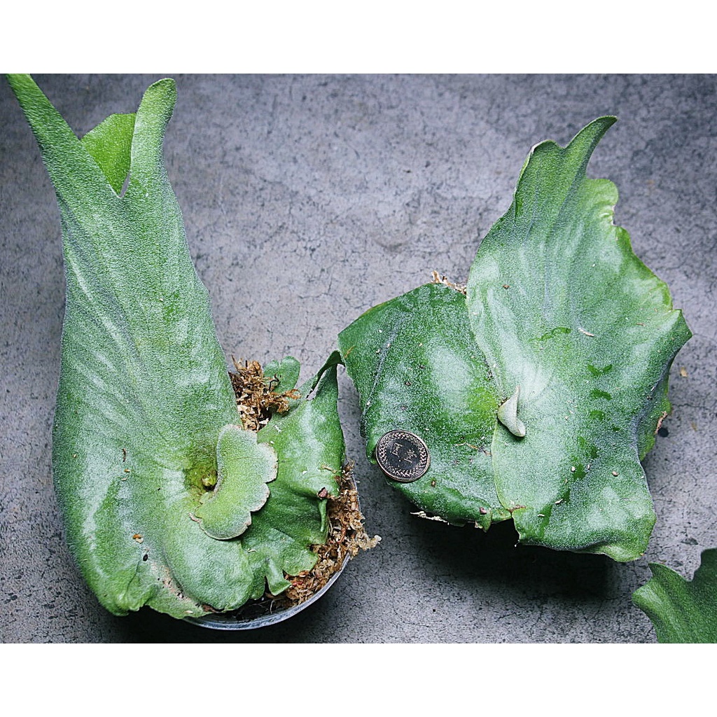 《柯比植物》 鹿角蕨 巨獸鹿角蕨  Platycerium grande 3吋盆