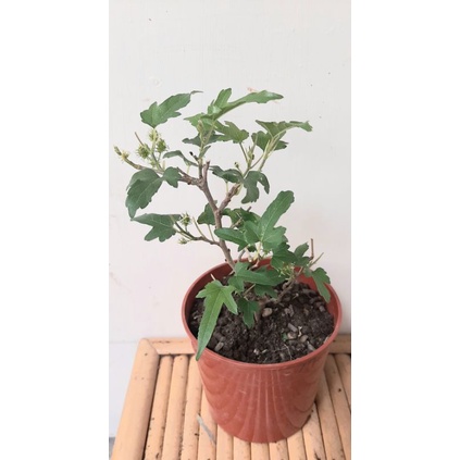 「日日發」小型品種～一才桑椹樹盆栽