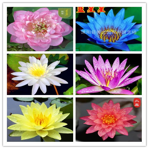 無土水培28種 碗蓮種子 4元1顆99 發芽率碗蓮種子 蓮花種子睡蓮種子 蝦皮購物