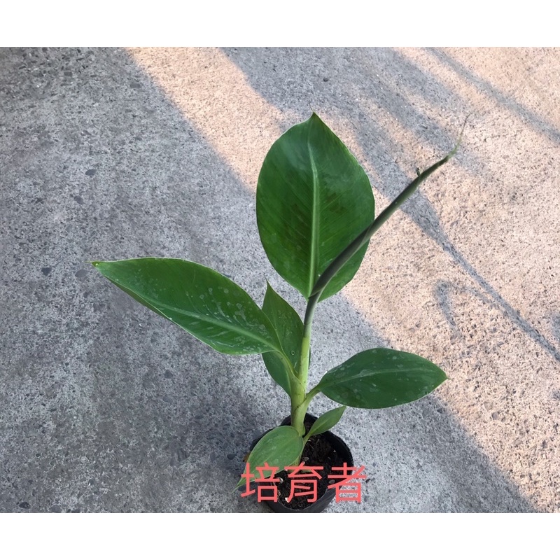 培育者～香蕉苗。黃金蕉。烏龍蕉。外銷指定品種（轉色佳，口感特別）