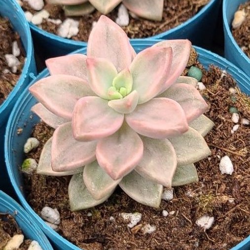 多肉植物姬朧月錦 Ptt Dcard討論與高評價商品 21年10月 飛比價格