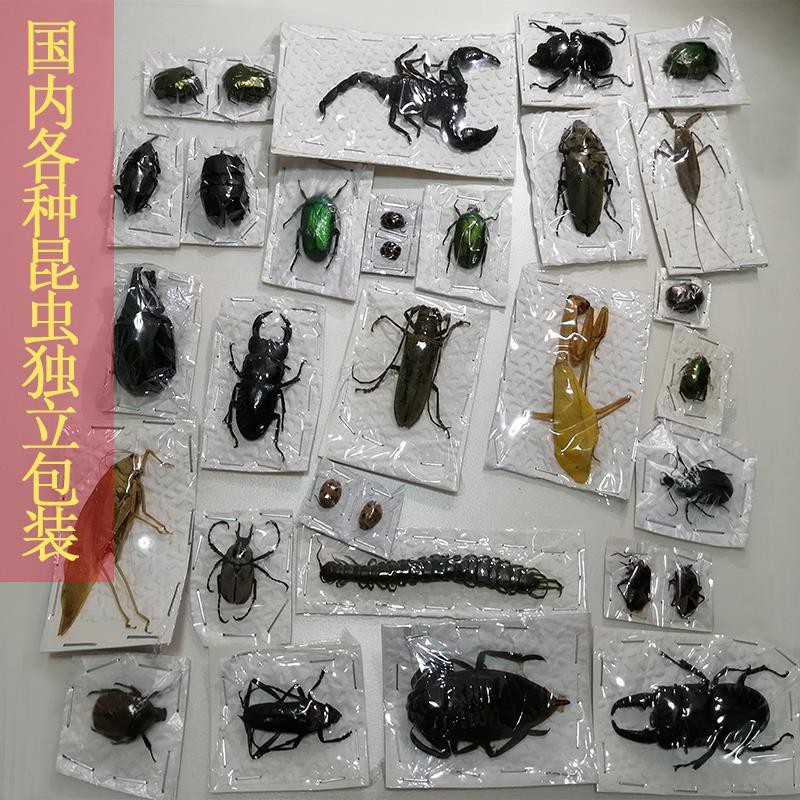 現貨好樣國內多種昆蟲獨立包裝金龜標本鍬甲標本兜蟲標本真昆蟲標本 蝦皮購物
