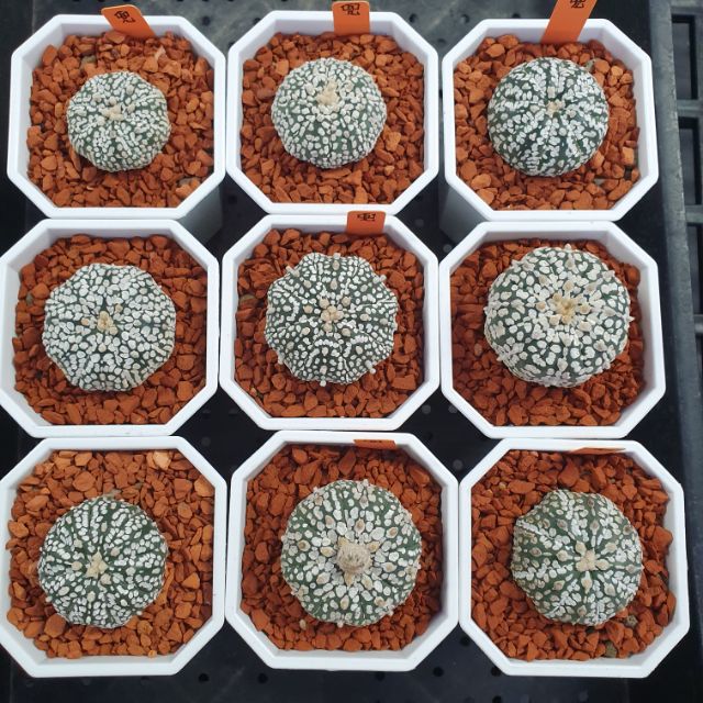 Find X 找肉多肉植物超兜 爪兜特殊兜 蝦皮購物