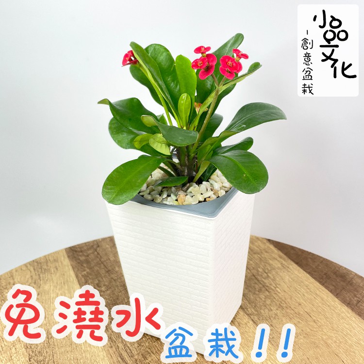 麒麟花 優惠推薦 21年11月 蝦皮購物台灣