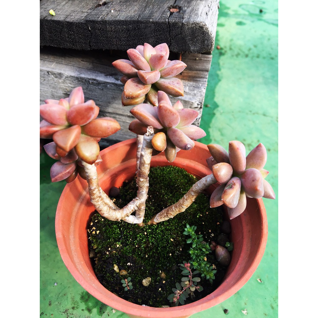 519uncle 多肉植物 姬朧月小老欉 多肉盆栽送禮裝飾花器花盆組盆療癒植物 蝦皮購物