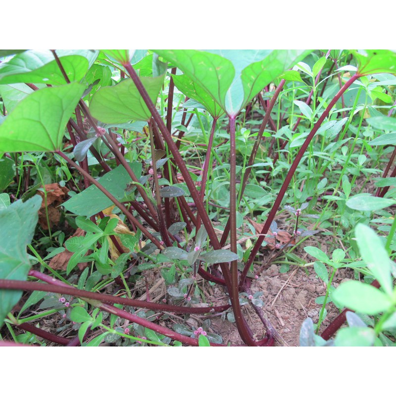綠房子食用植物紅梗地瓜葉6枝 蝦皮購物