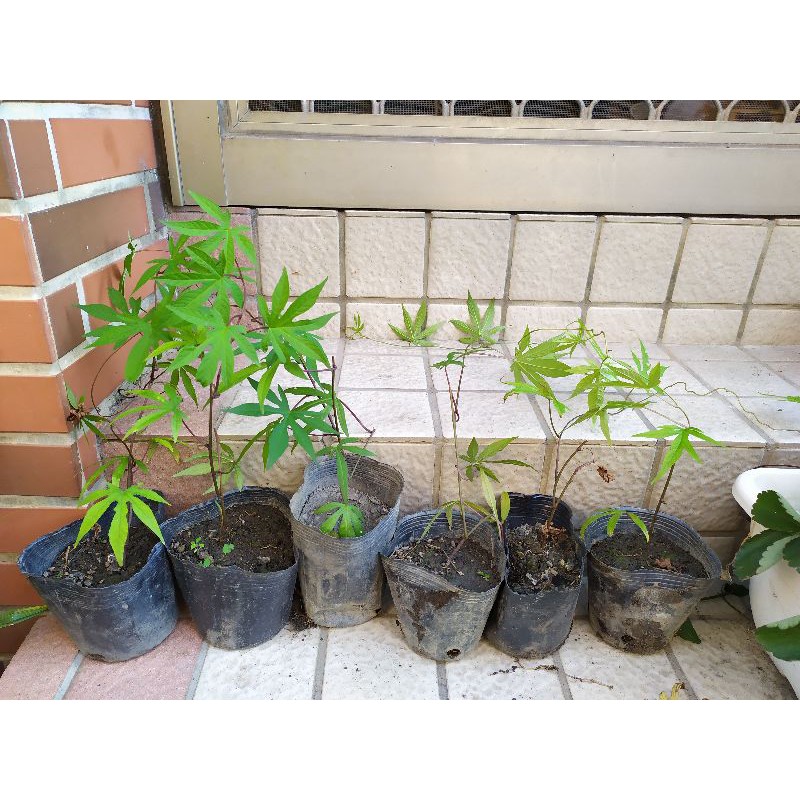 木玫瑰苗 木玫瑰 種子手作 乾燥花 爬藤類 蝦皮購物