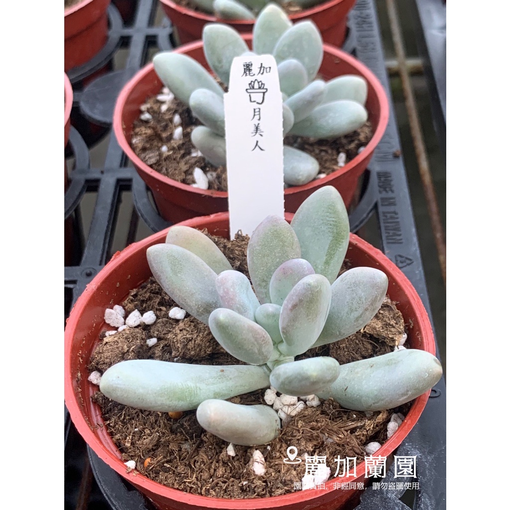 麗加 多肉植物 月美人 美人系列 新手入門推薦 基本款 蝦皮購物