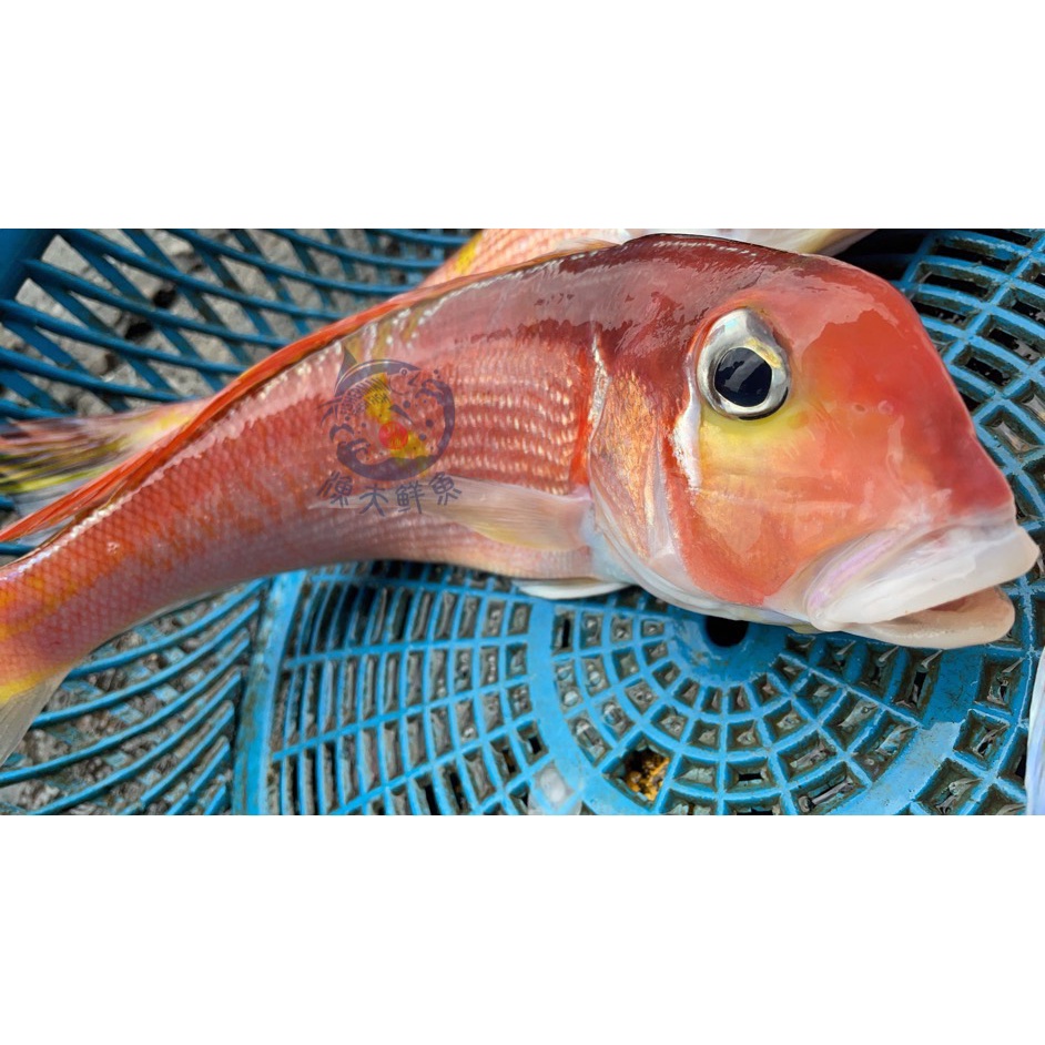 現流馬頭魚 三去 去鱗 鰓 肚 真空 蝦皮購物