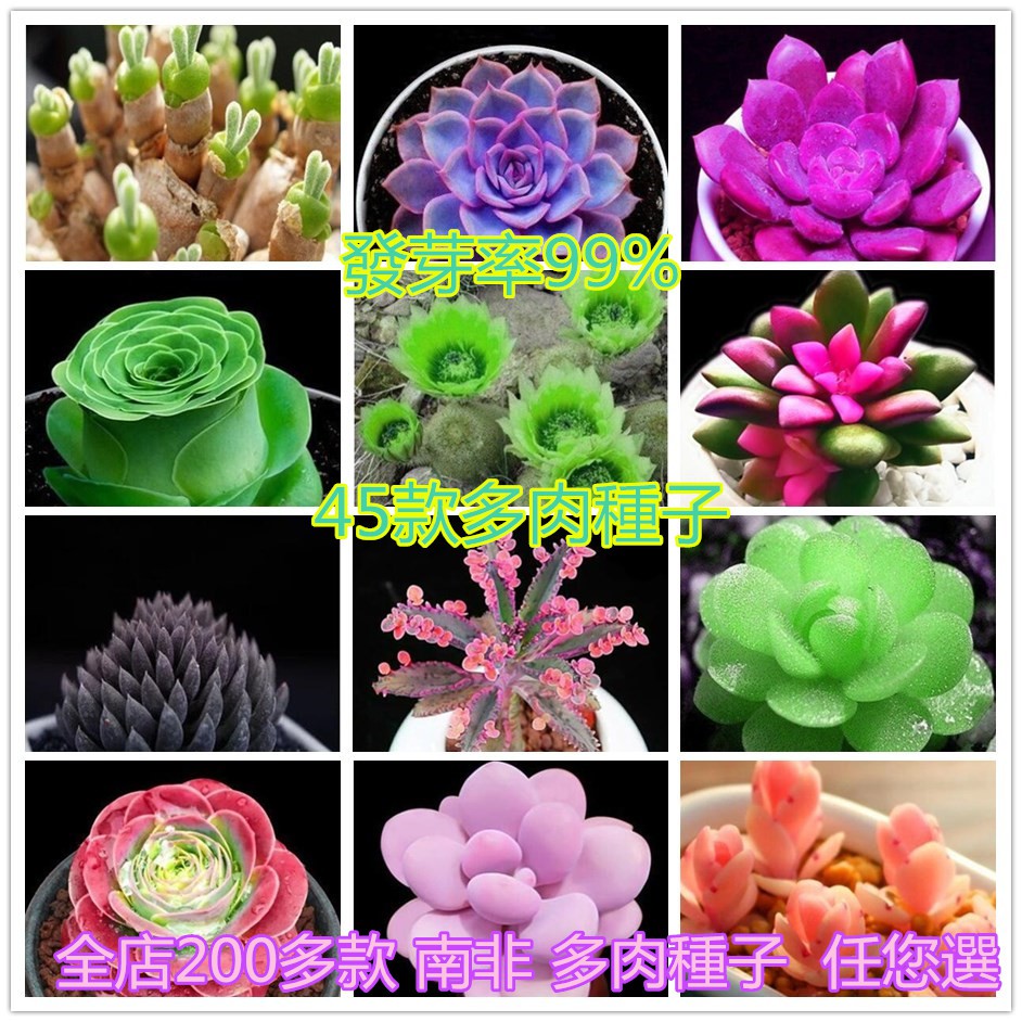 45款絕版多肉種子 發芽率99 全店0余款多肉種子生石花種子室內盆栽花卉種子四季易活多肉籽植物種子多肉種子 蝦皮購物